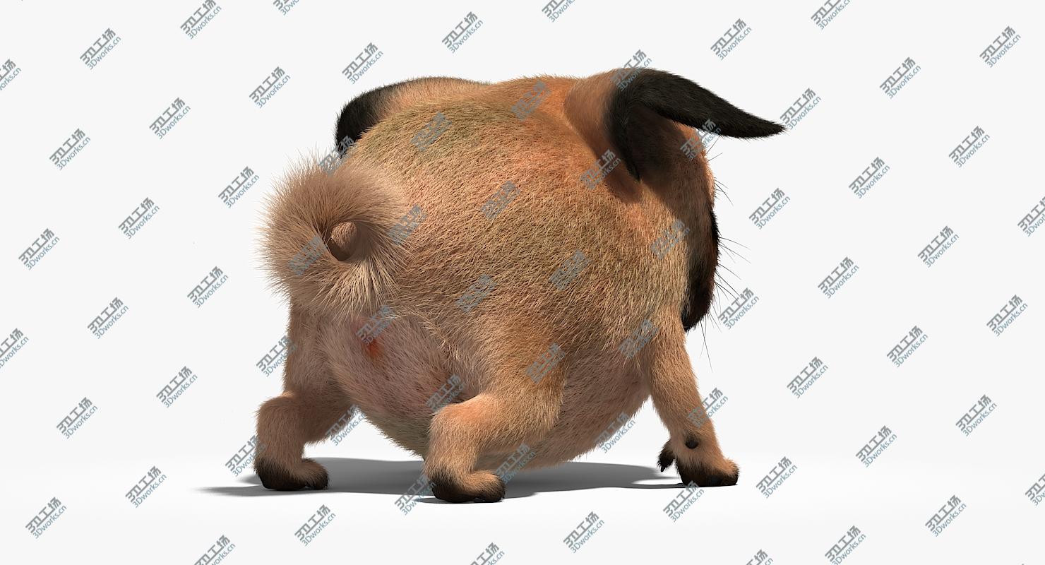 images/goods_img/202104023/Pug (Rigged) 3D model/5.jpg